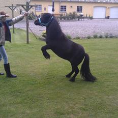 Shetlænder Stengårdens Malou