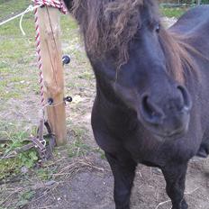 Shetlænder Stengårdens Malou