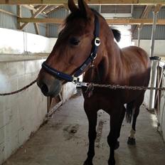 Anden særlig race Nikita   *TUTTE*   >>VBH<<