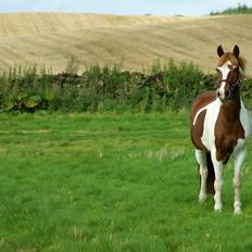 Pinto NM Pimento - Mit eventyr!