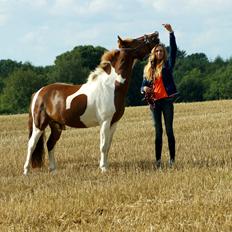 Pinto NM Pimento - Mit eventyr!