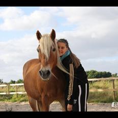 Haflinger Angelica Møllehøjgård