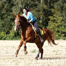 Dansk Varmblod Delight - mit eventyr. <3