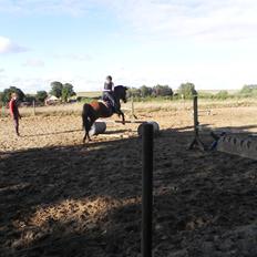 Anden særlig race Codiack