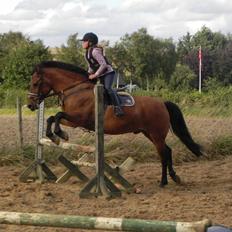 Anden særlig race Codiack