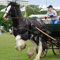 Shire Bjerggårdens Julius