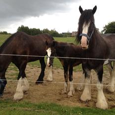 Shire Nørregårds Patricia