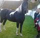 Pinto R.I.P Tex