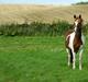Pinto NM Pimento - Mit eventyr!