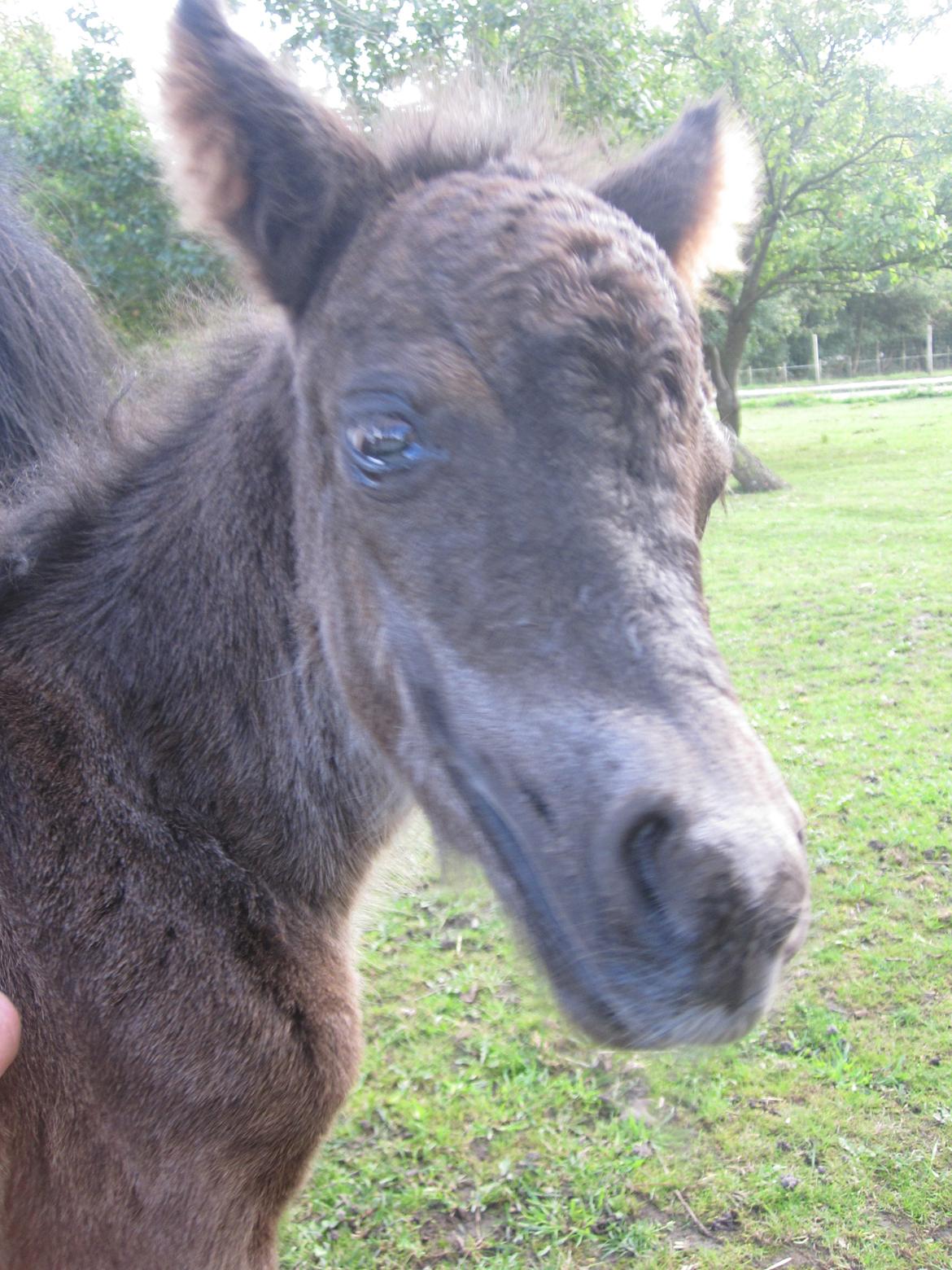 Shetlænder Frida billede 2