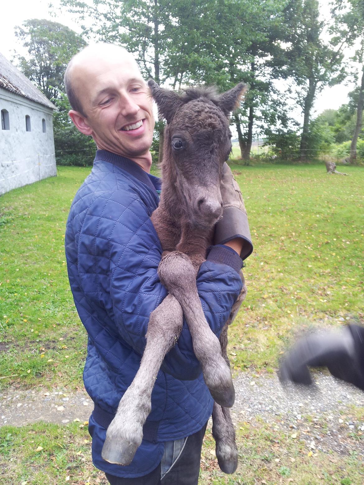 Shetlænder Frida billede 3