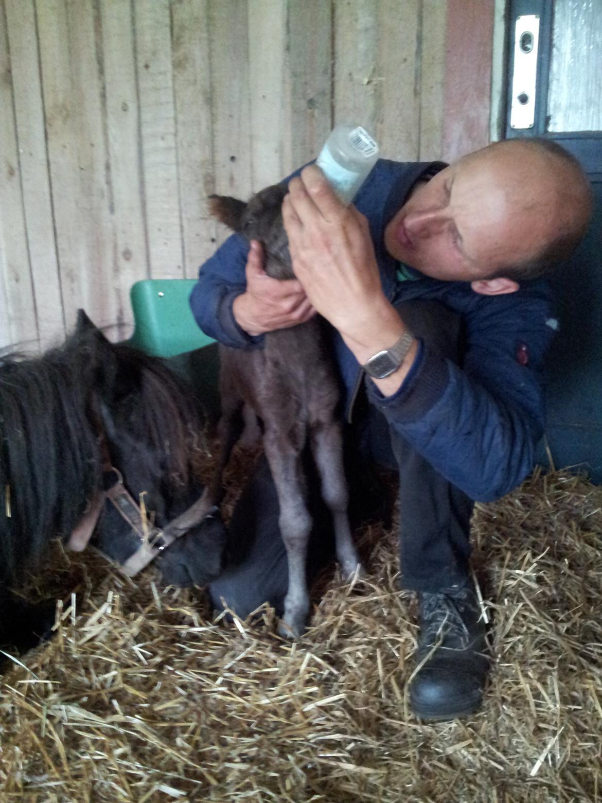 Shetlænder Frida billede 4
