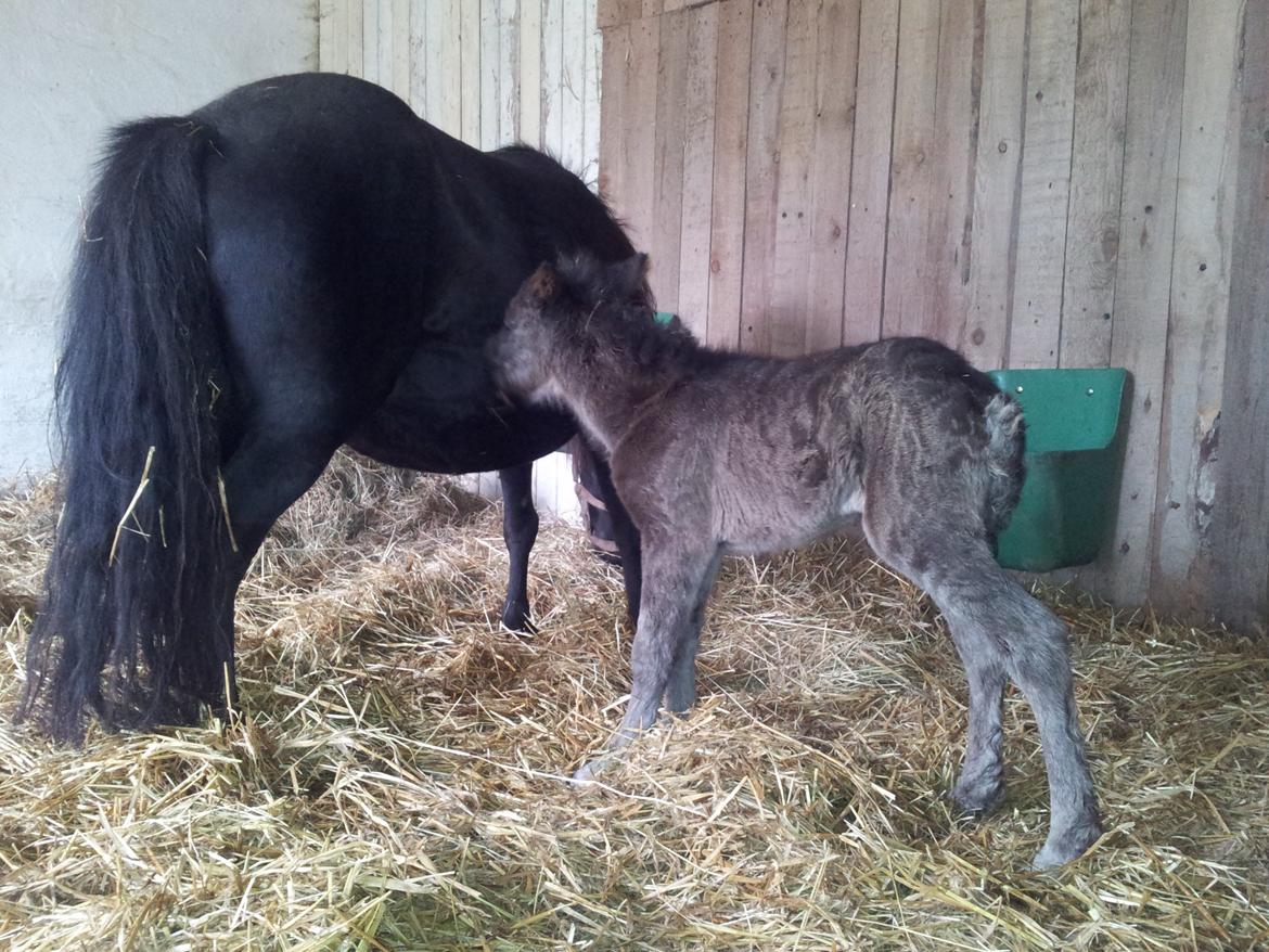 Shetlænder Frida billede 5
