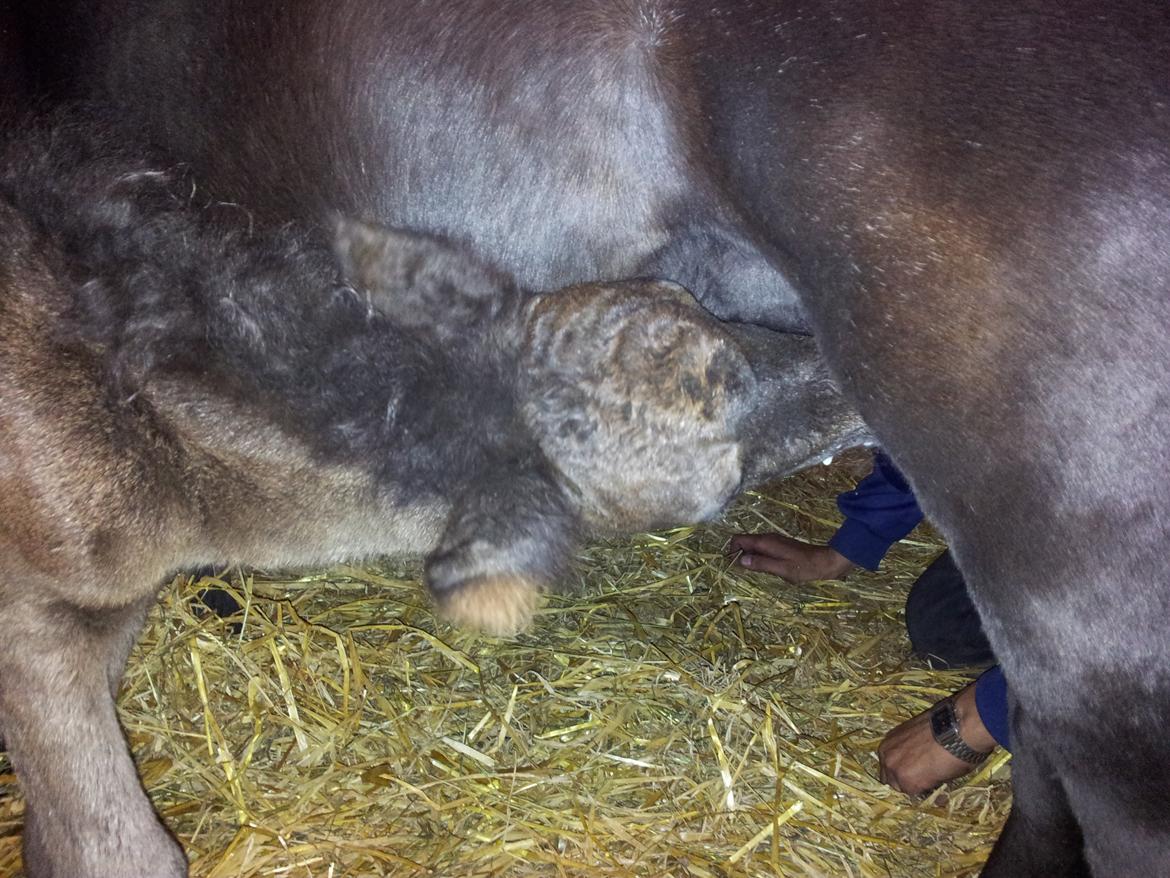 Shetlænder Frida billede 6