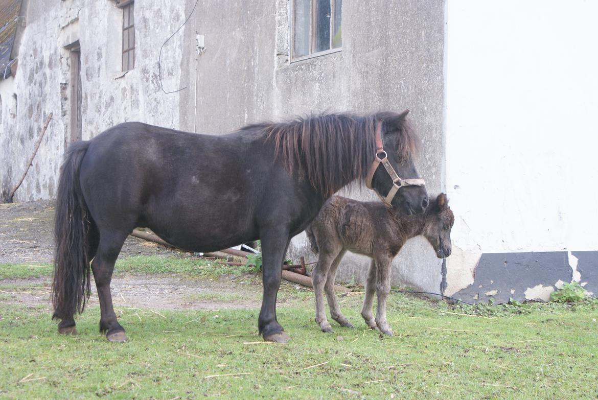 Shetlænder Frida billede 7