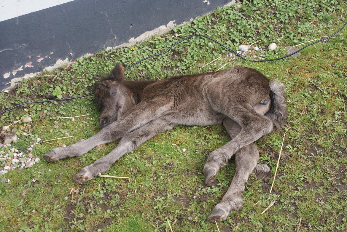 Shetlænder Frida billede 8