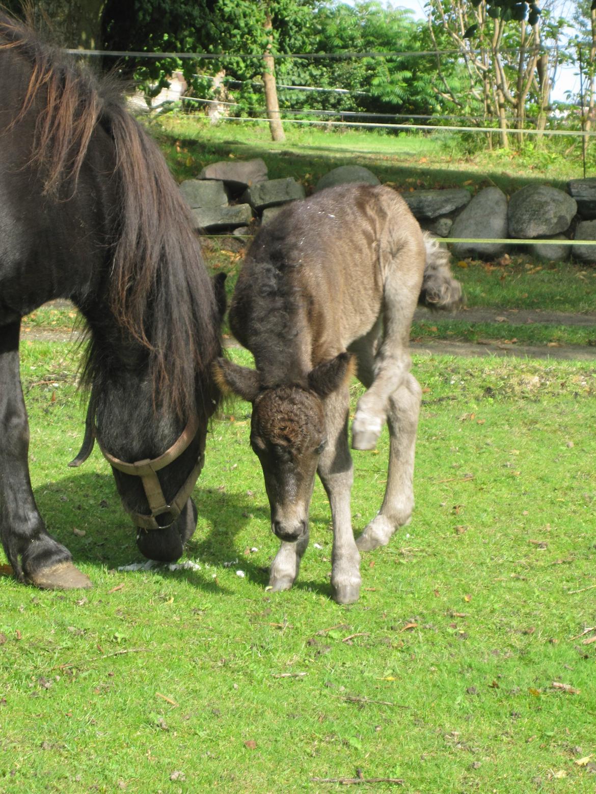 Shetlænder Frida billede 9