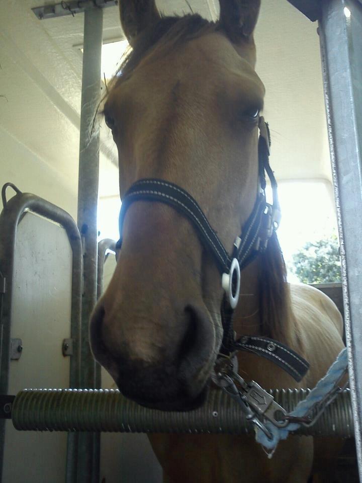 Anden særlig race Prins Breezer ( Bailey ) - Første pause på vej hjem.  billede 2