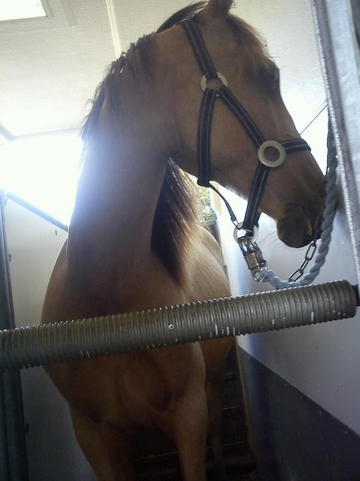 Anden særlig race Prins Breezer ( Bailey ) - Min smukke dreng i trailer. billede 3