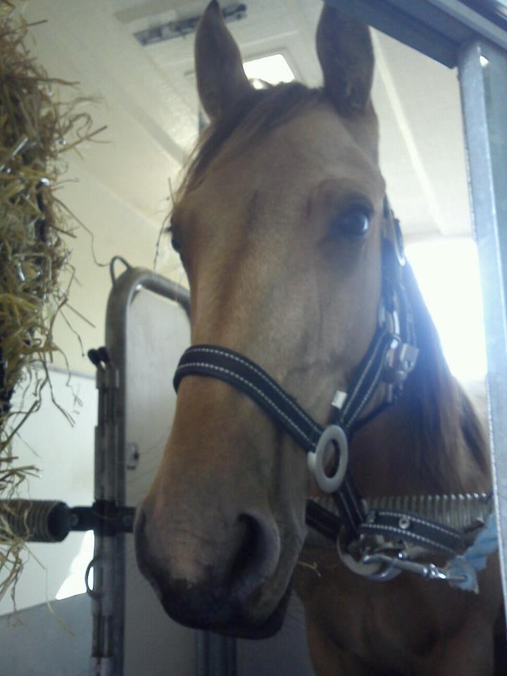 Anden særlig race Prins Breezer ( Bailey ) - Lige hentet og på vej til fyn fra als, en god lang køretur, som han tog så fint :) billede 4