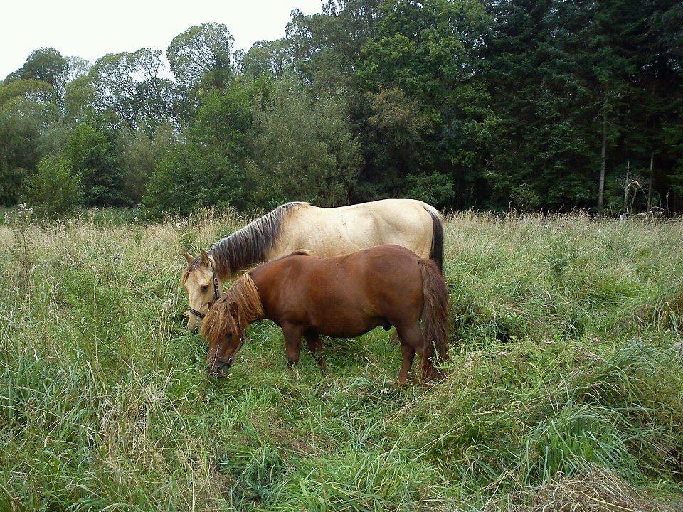 Anden særlig race Prins Breezer ( Bailey ) - Lige kommet på fold sammen med sin nye fold kammerat, alt gik godt og de er bedste venner fra første blik.. 
 billede 5
