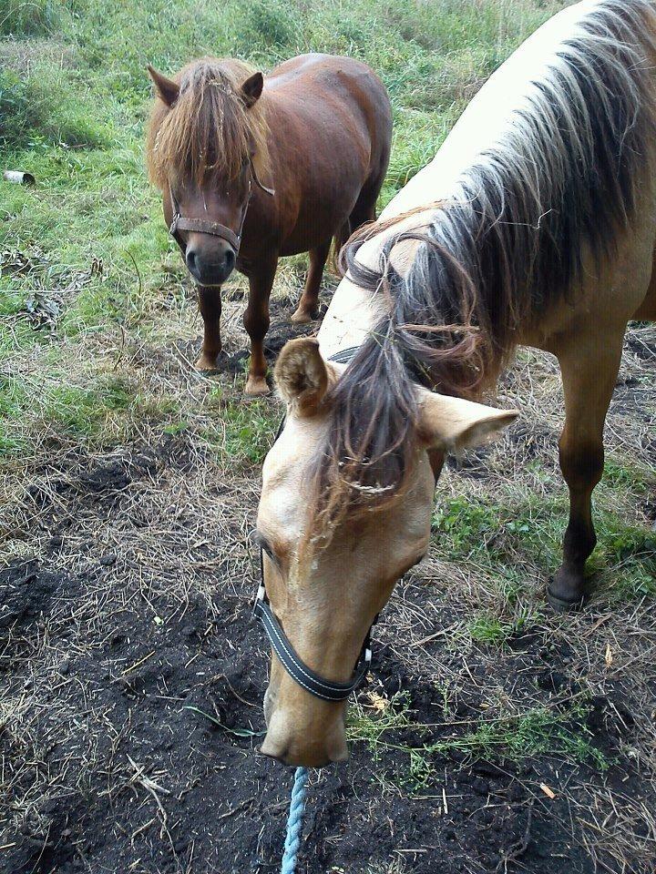 Anden særlig race Prins Breezer ( Bailey ) - Hva er det dog ? billede 6
