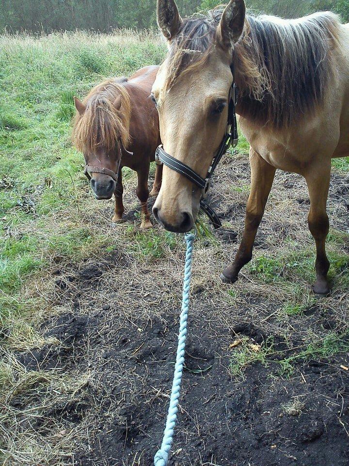 Anden særlig race Prins Breezer ( Bailey ) - Lille hest billede 7