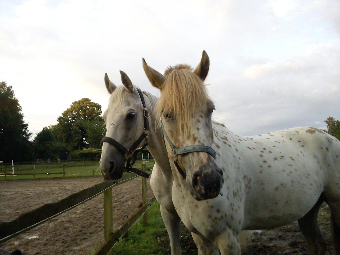 Anden særlig race Lazey Boy - Den eneste hest Lazey nogensinde har været venner med :-) billede 18