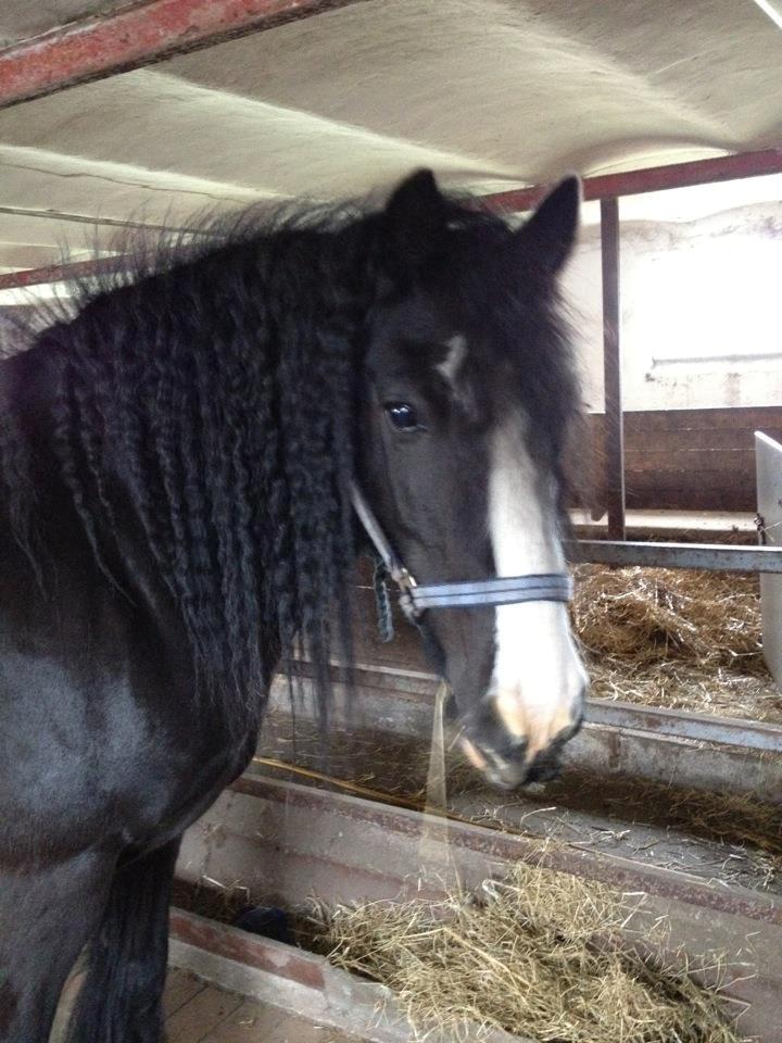 Irish Cob Himmelhest  Zafir - Min smukling billede 8