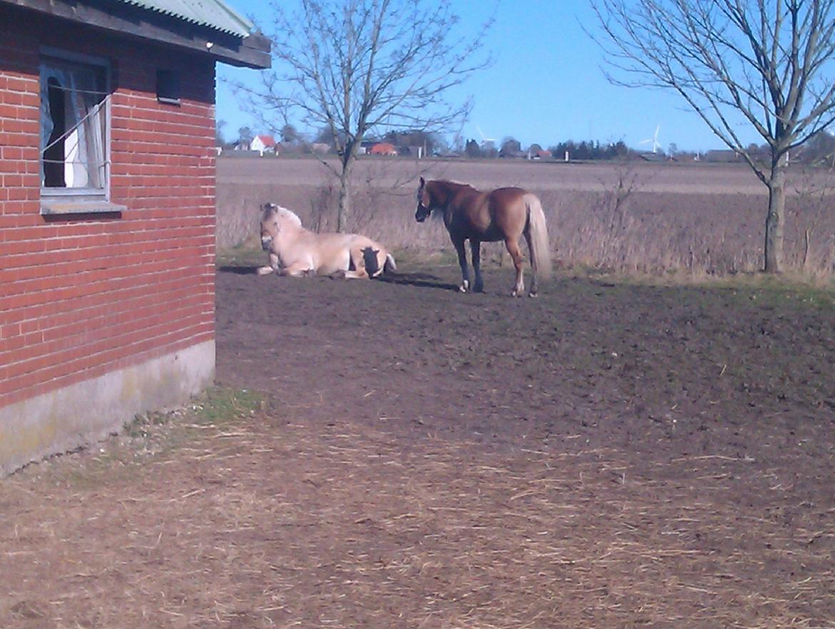 Fjordhest Mastrup Elias billede 6