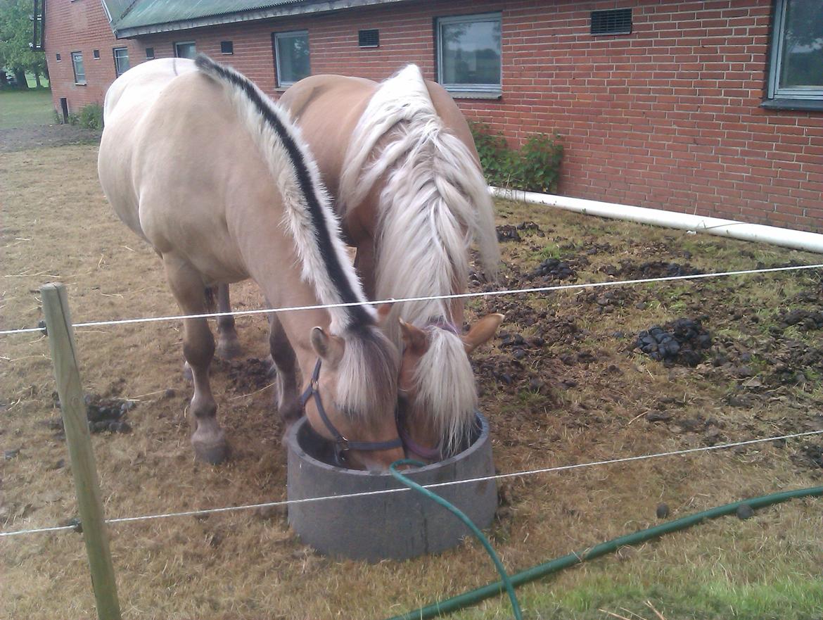 Fjordhest Mastrup Elias billede 7