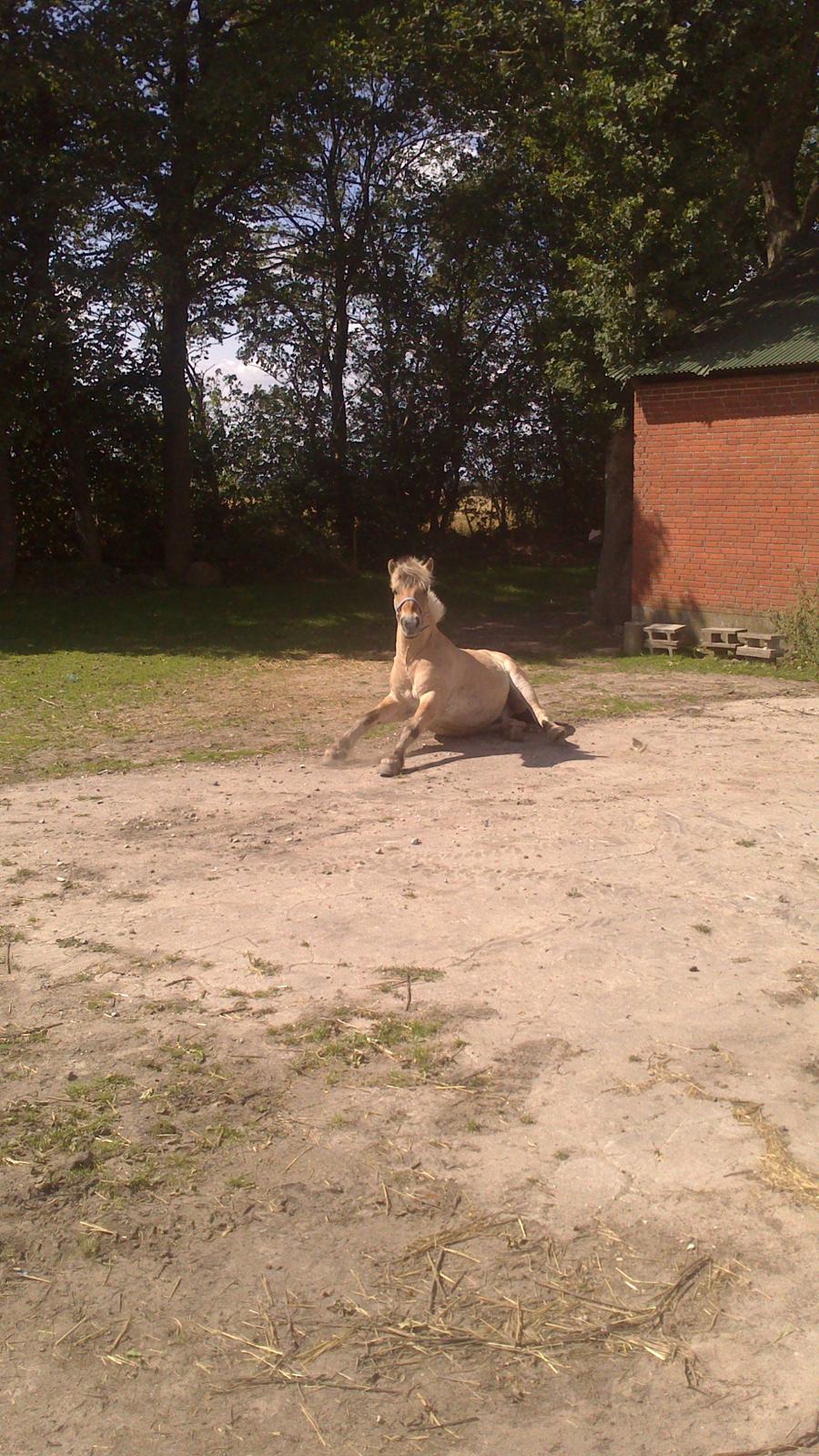 Fjordhest Mastrup Elias billede 8