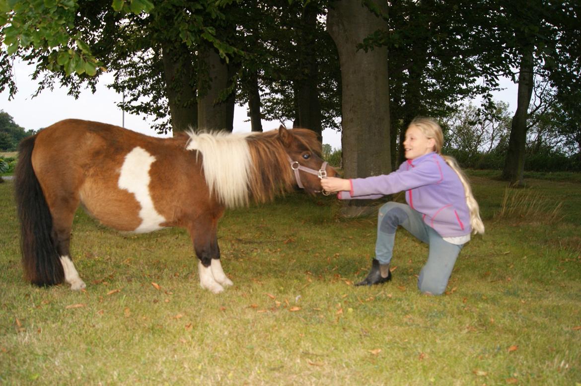 Shetlænder Piilgaardens Little Miss Molly Moonlight - Tovtrækning!!
(Bare i grime) ;-) billede 2
