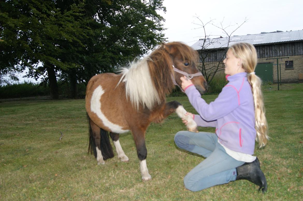 Shetlænder Piilgaardens Little Miss Molly Moonlight - Et lille tricks vi er ved at øve os på:-D billede 3