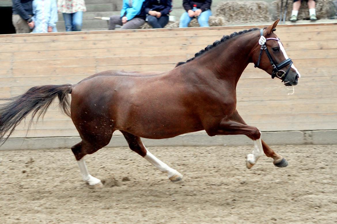 DSP Donnivi billede 6