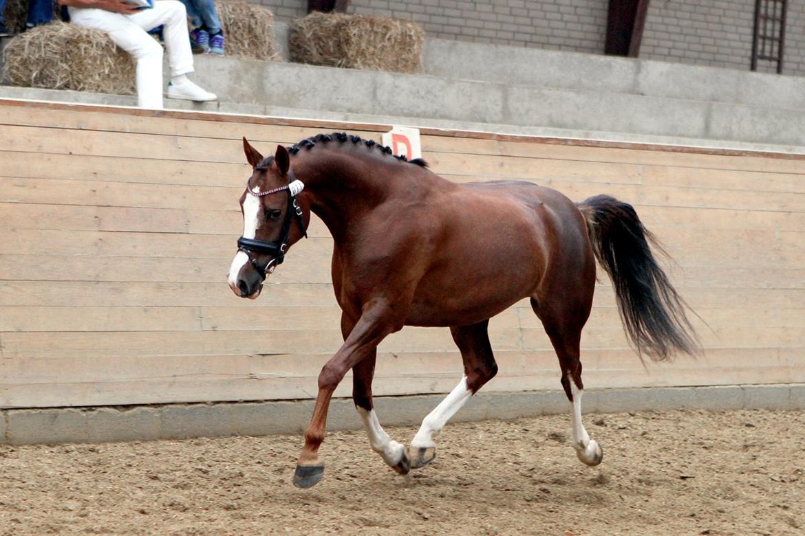 DSP Donnivi billede 7