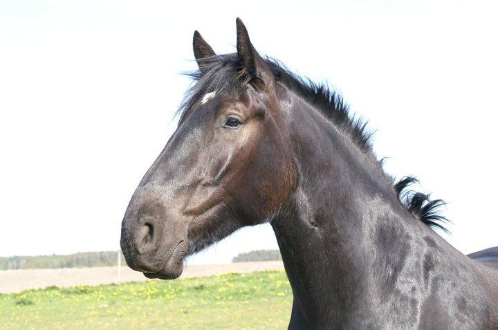 Anden særlig race Lillebror billede 1