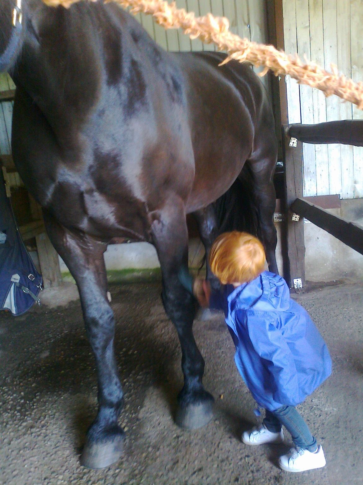 Anden særlig race Lillebror billede 2