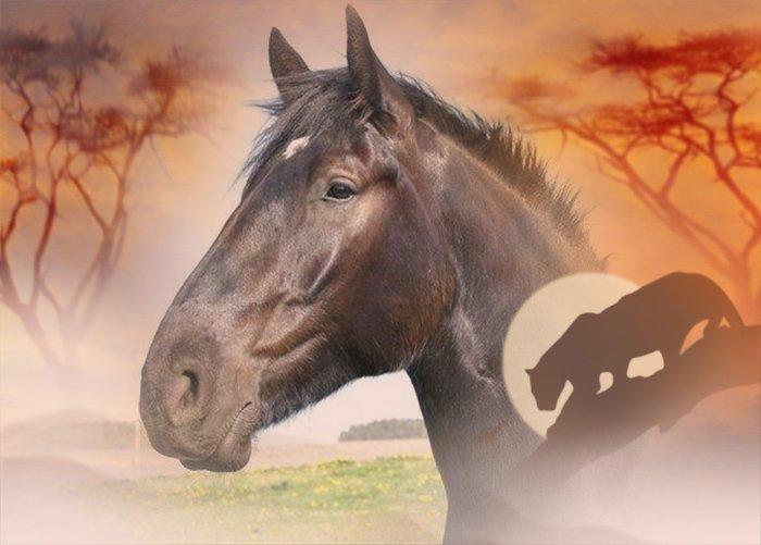 Anden særlig race Lillebror billede 3