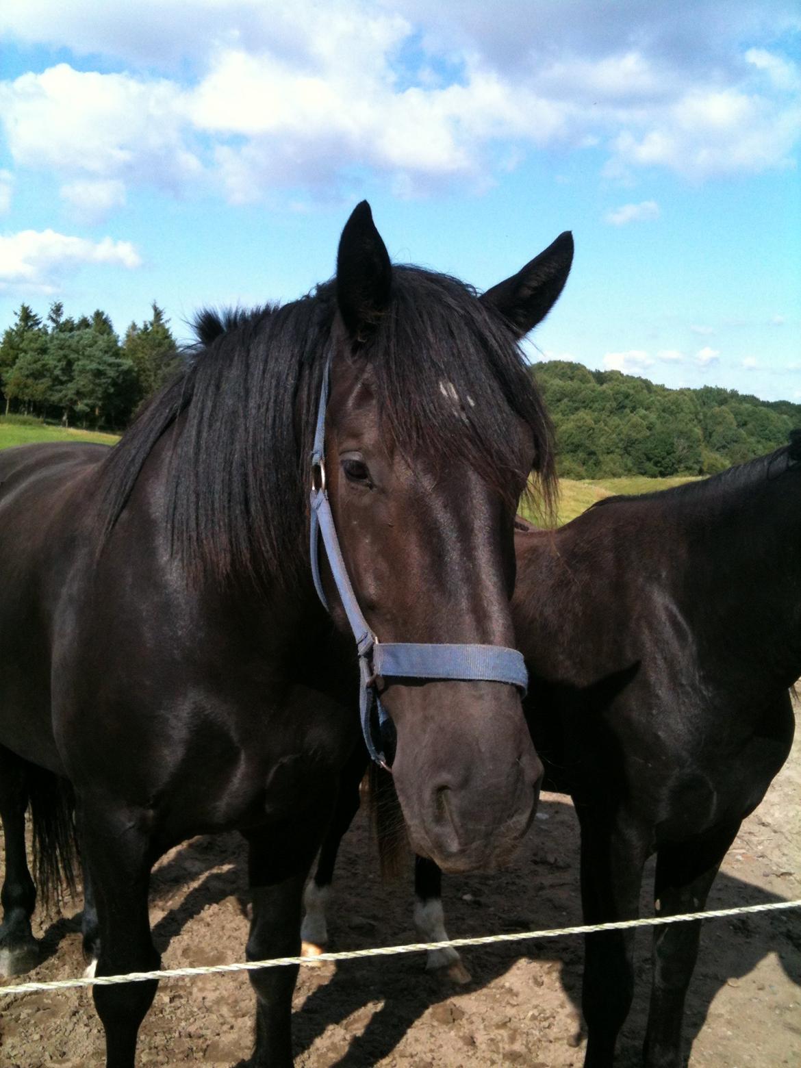 Anden særlig race Lillebror billede 5