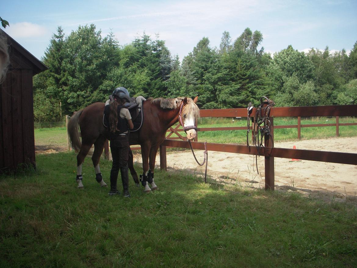 Welsh Pony (sec B) Bloklands Hoeve's Hilde<3....(Hilde)<3<3 billede 15