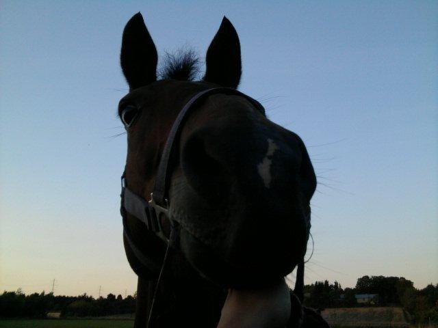 Tysk Sportspony *Holsteins Jovenca*<3 - Jeg er dårlig til matematik, men jeg ved at du kan regne med mig!... Jeg er også dårlig til geografi, men jeg kan fortælle dig at du er i mit hjerte!<3 billede 10