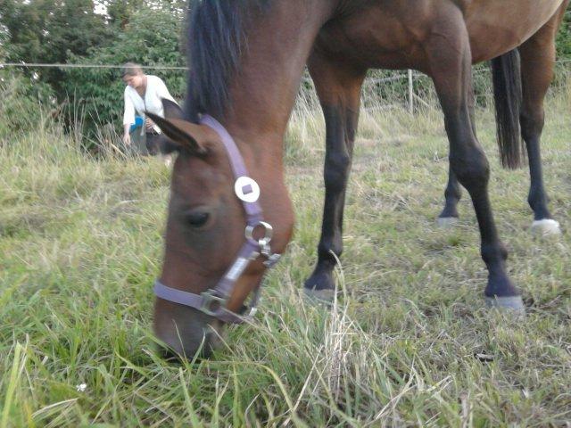 Tysk Sportspony *Holsteins Jovenca*<3 - På sommerfolden :) billede 11