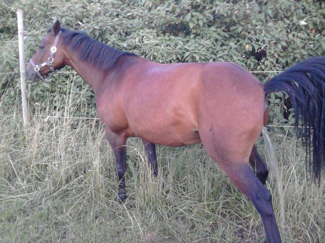 Tysk Sportspony *Holsteins Jovenca*<3 - Venca tisser :) billede 12