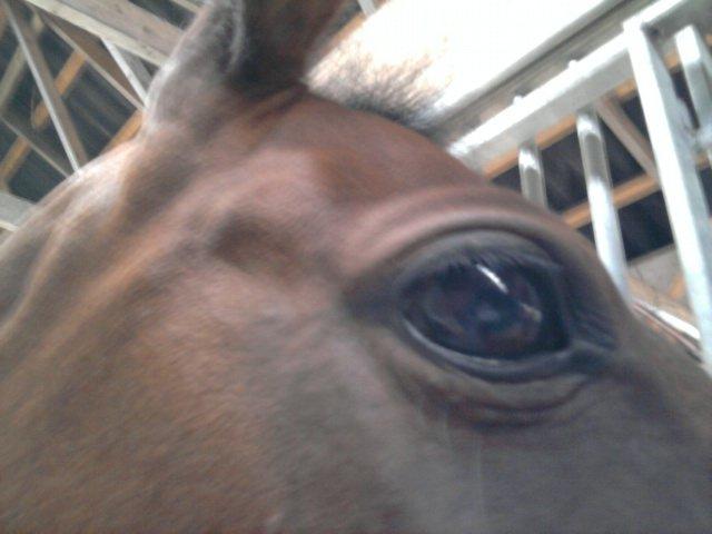 Tysk Sportspony *Holsteins Jovenca*<3 - Vecas øje :) billede 13