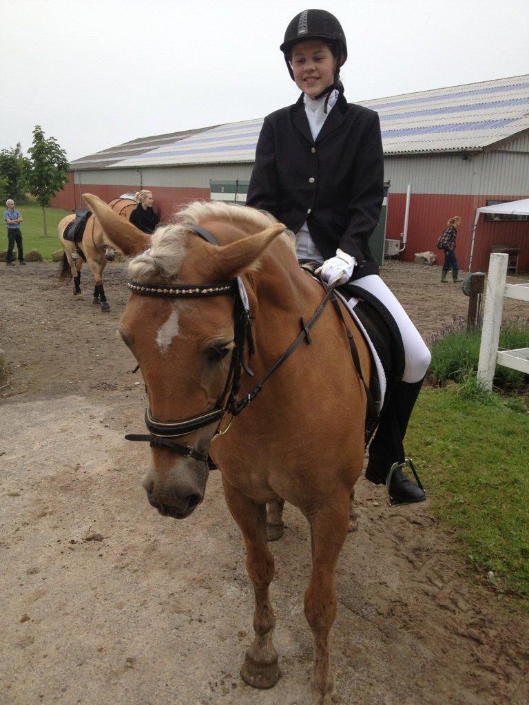 Tyroler Haflinger Morella billede 1