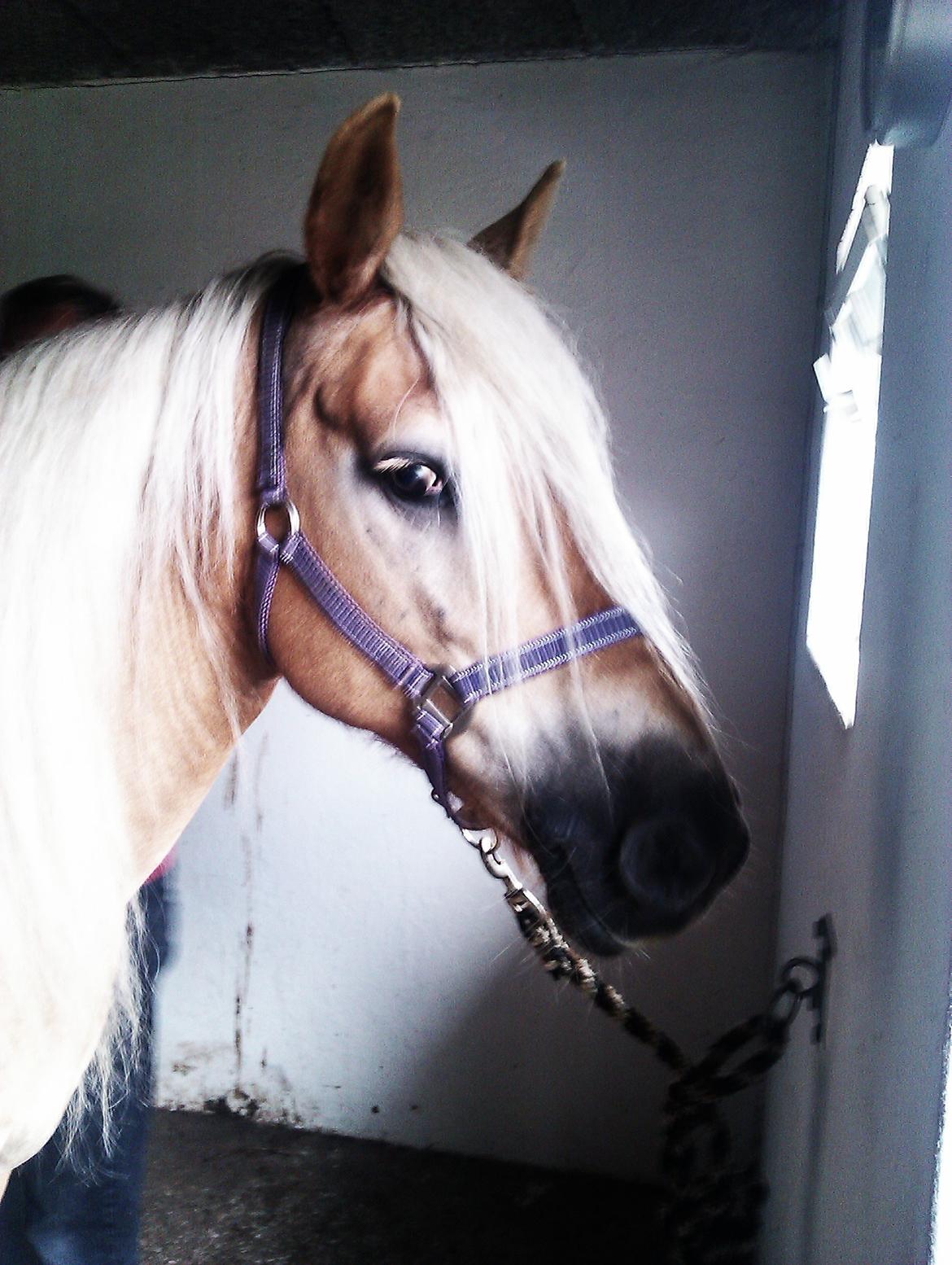 Tyroler Haflinger Morella billede 2