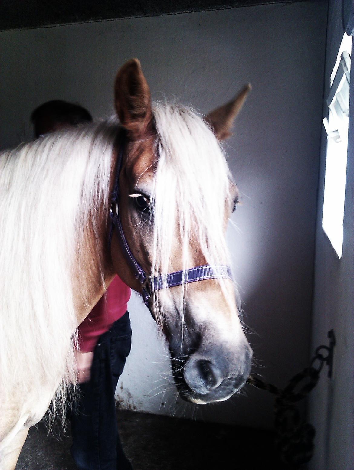 Tyroler Haflinger Morella billede 3