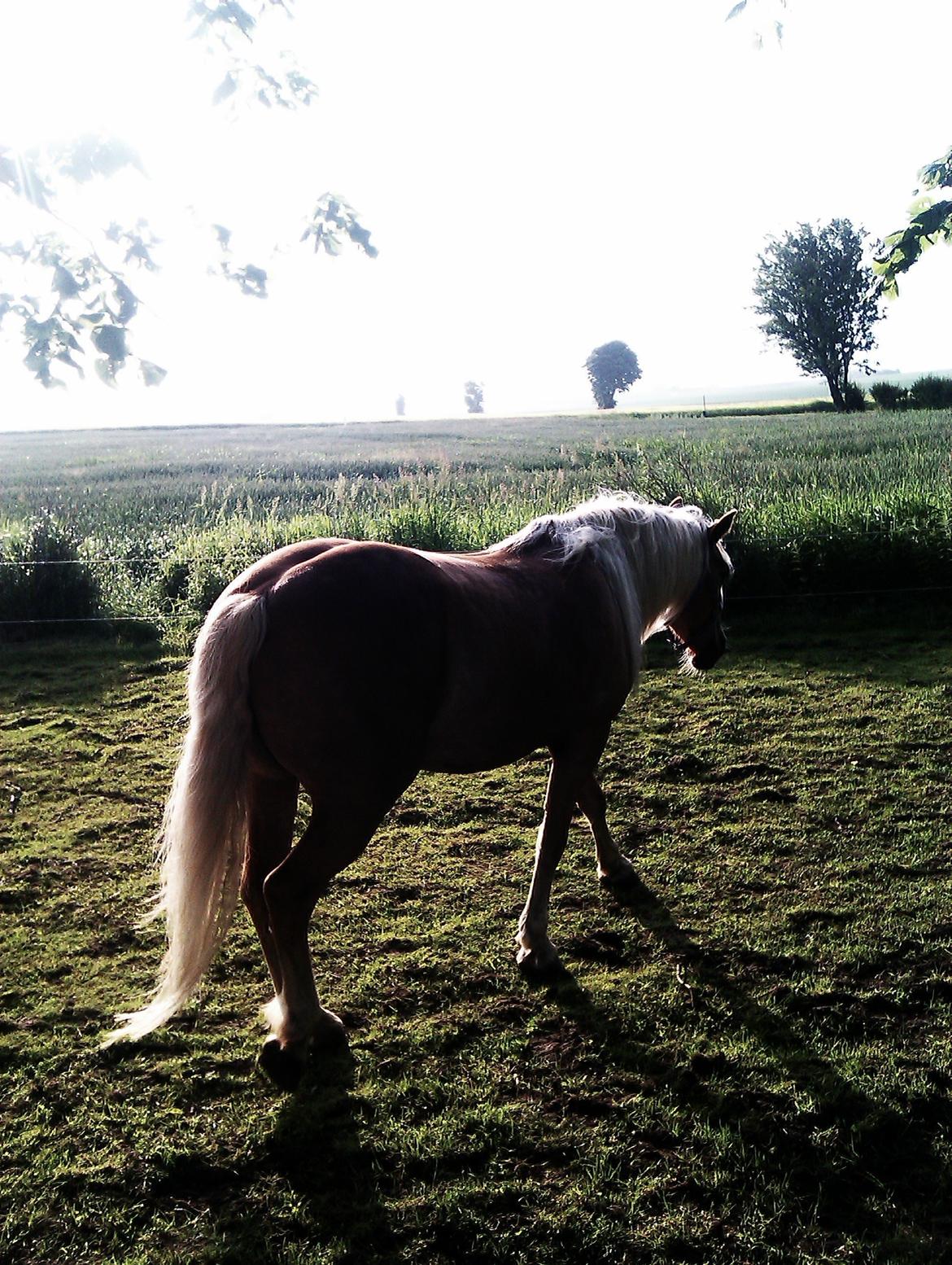 Tyroler Haflinger Morella billede 4