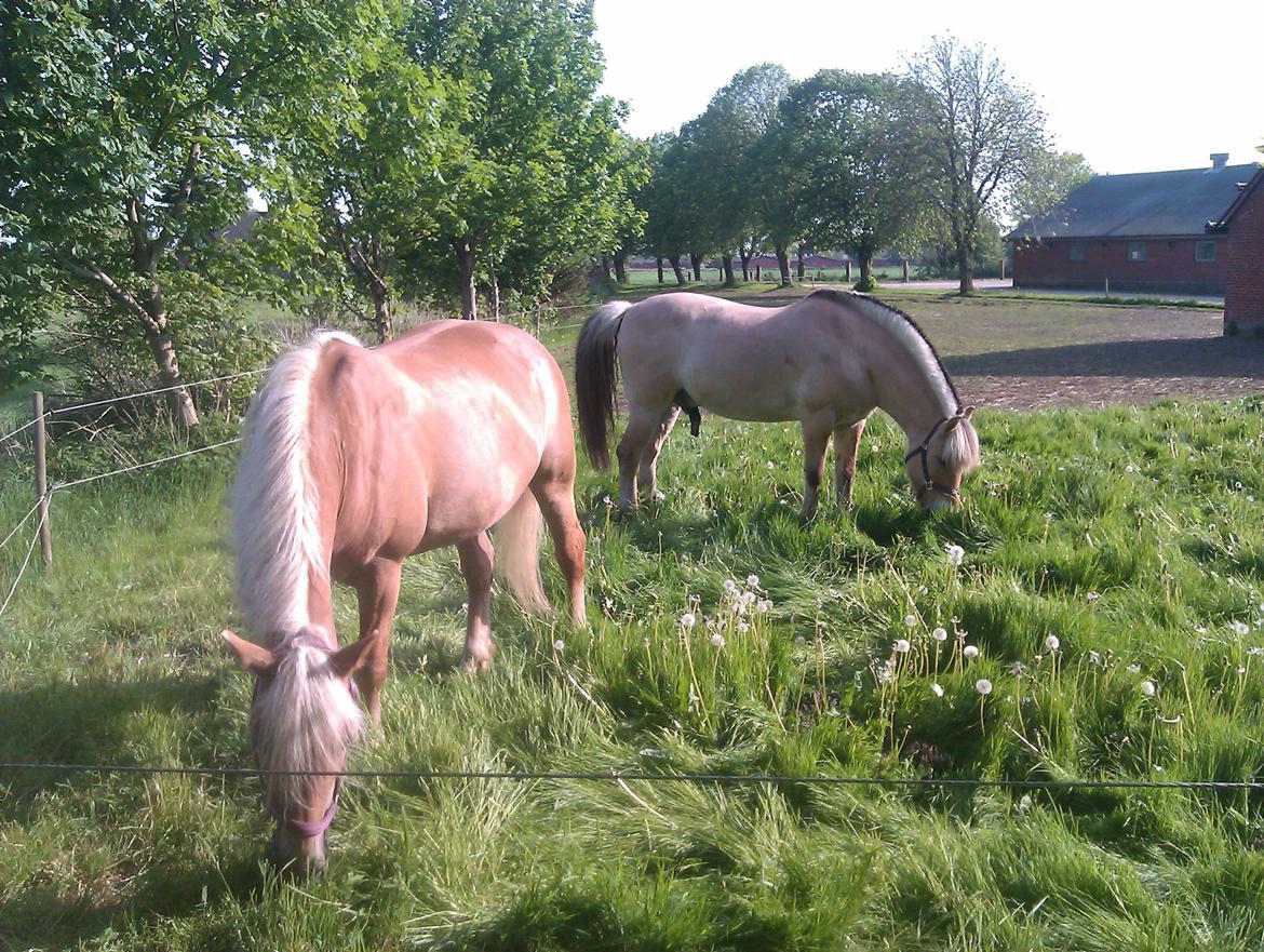 Tyroler Haflinger Morella billede 5